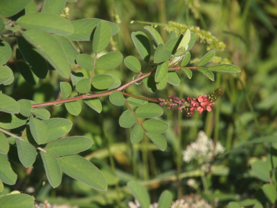 [A thicker stem with multiple branches which each have five leaves growing from them in a two pairs growing opposite each other with the fifth oval leaf at the end. At the end of one branch instead of leaves is the flower bloom.]